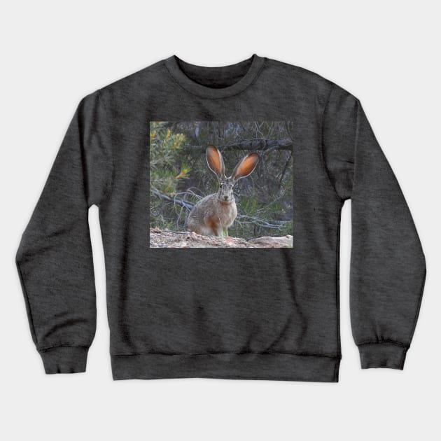 Jackrabbit, rabbit, wildlife, wild animals, Curious Jack Crewneck Sweatshirt by sandyo2ly